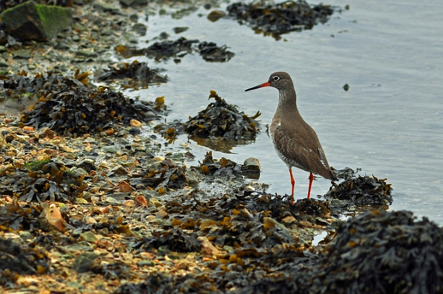 12 02 15_1475_edited-2.jpg - REDSHANK  - HOLES BAY, POOLE HARBOUR - 12.2.15